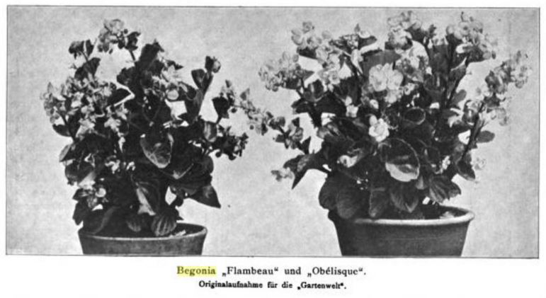 B. ‘Flambeau’